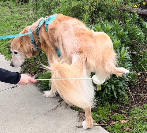 PawCheck® P-Scoop® Plus Urine Collector
